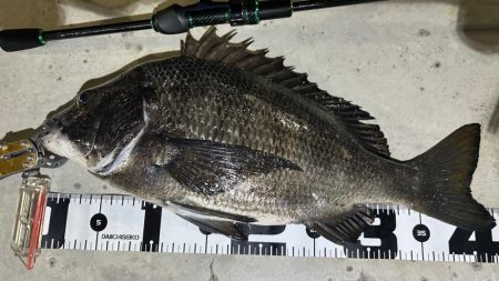 ガシラ狙いでチヌ