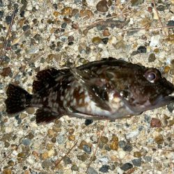 風が強い中の釣行