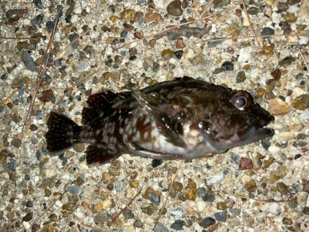 風が強い中の釣行
