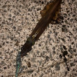 ヤはリ厳しぃ〜