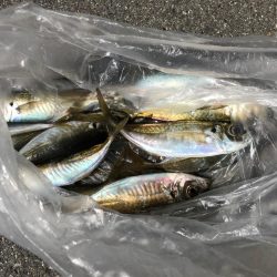 釣り始め