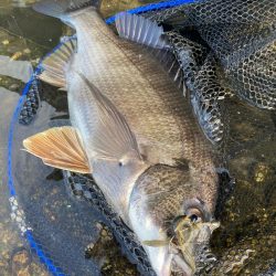 今日も今日とてチニング