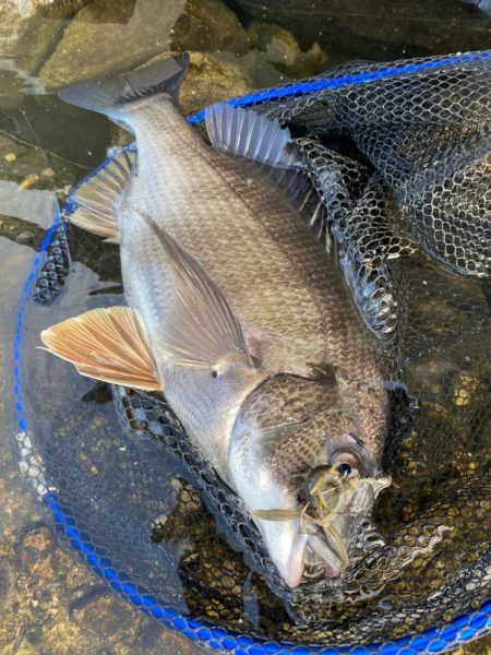 今日も今日とてチニング