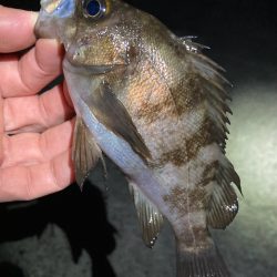 寒波の戻り。渋いメバル