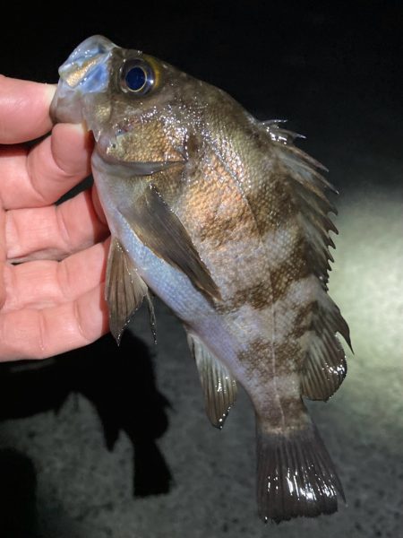 寒波の戻り。渋いメバル