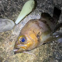 フロートメバリング