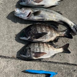 久しぶりのセイゴ！チヌも好調です