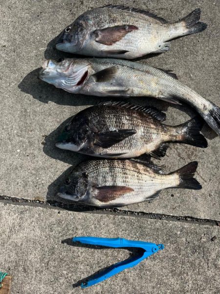 久しぶりのセイゴ！チヌも好調です