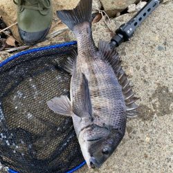 ショートバイトのみ