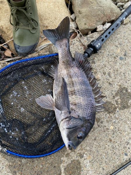 ショートバイトのみ