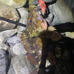 ホタルイカパターン