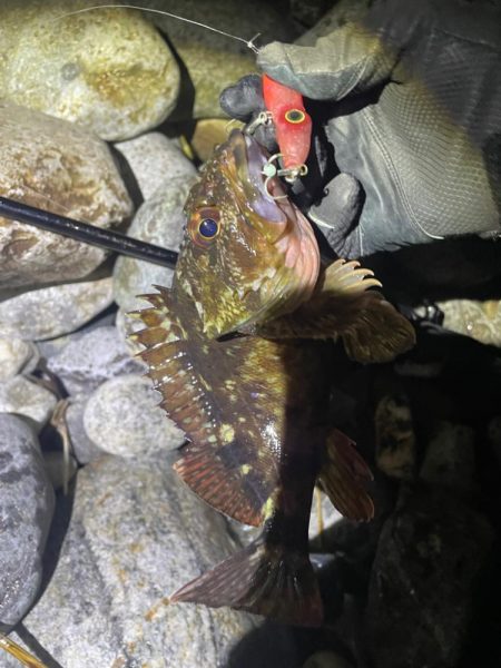 ホタルイカパターン