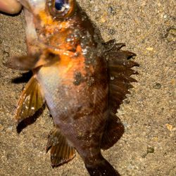 メバル14&タケノコ②