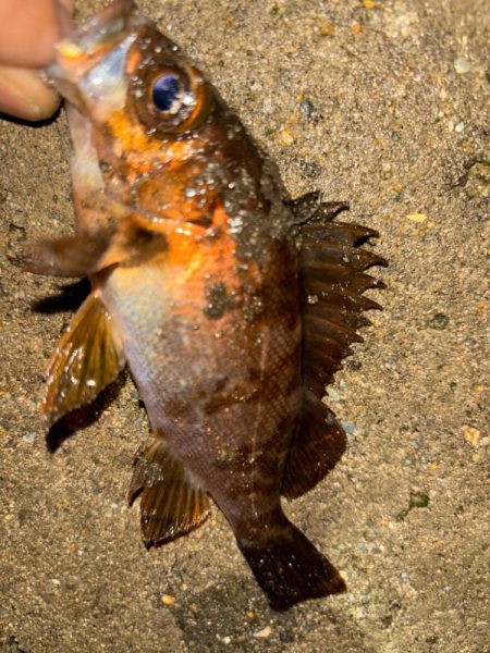 メバル14&タケノコ②