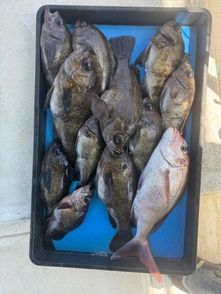 たかみ丸　鯛メバル釣り