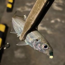 まだまだ寒い、豆アジング