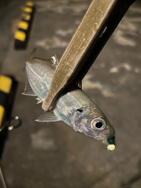 まだまだ寒い、豆アジング