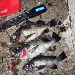 地方メバリング