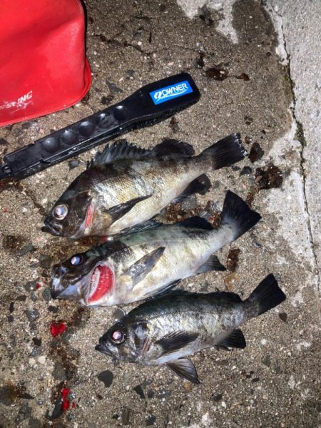 地方メバリング