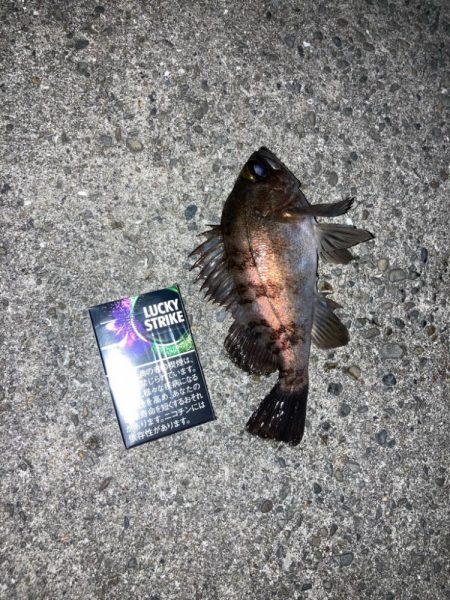 春の訪れの予感