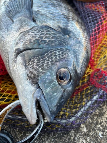 ヘチってきました