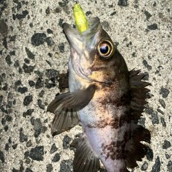 メバル　プラッキング