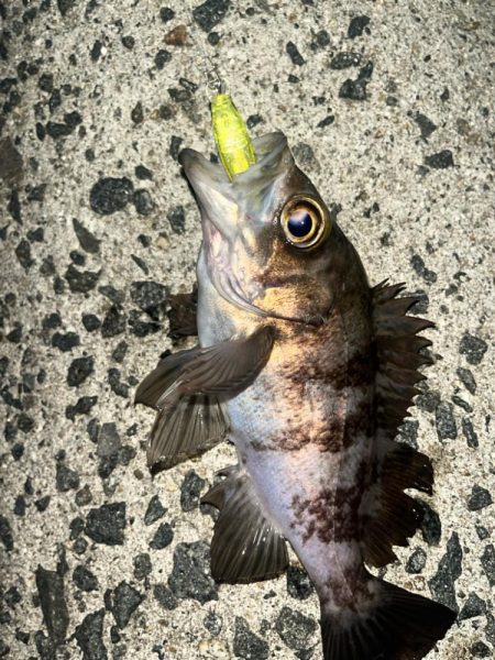 メバル　プラッキング