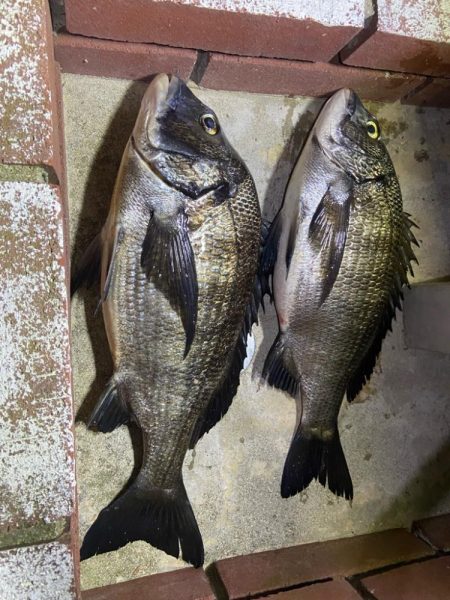 チヌに好かれてます