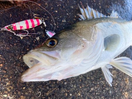デイシーバス釣ったったにゃ！