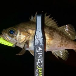 アジング&メバリング