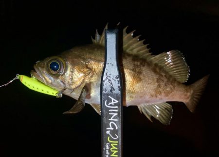 アジング&メバリング