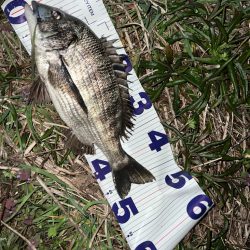 クロダイ　ルアーフィッシング