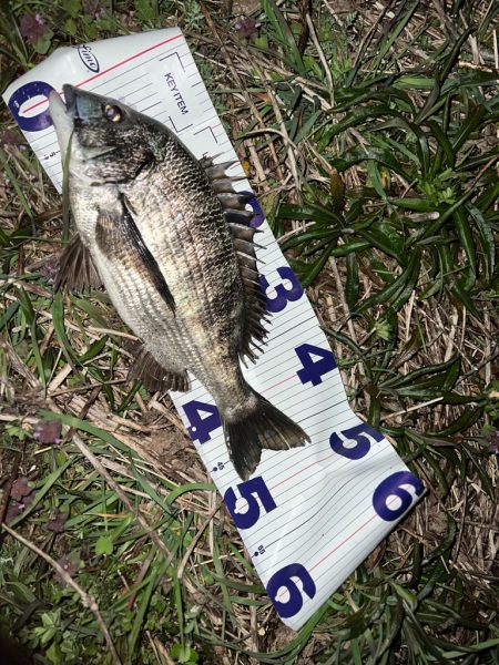 クロダイ　ルアーフィッシング