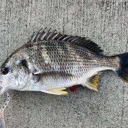 チヌのノッコミ中