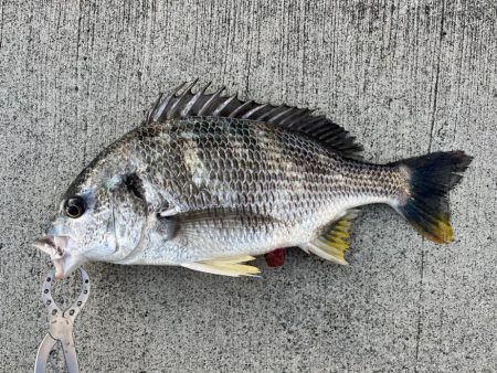 チヌのノッコミ中