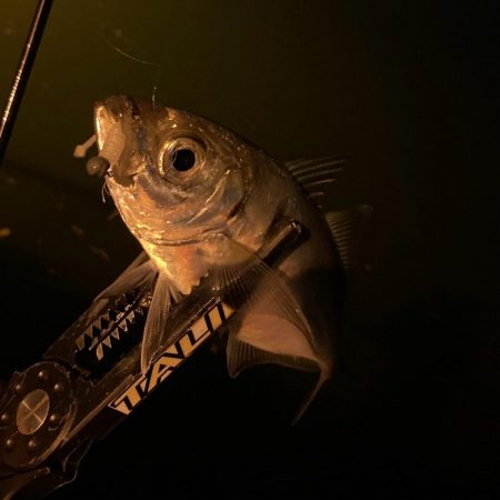 アジング&メバリング