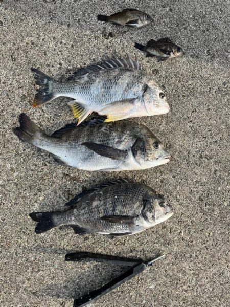 チヌのノッコミ始まりました