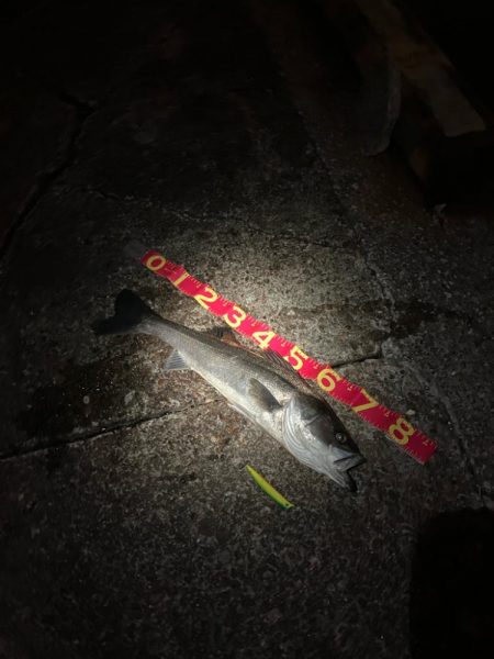 乗ってる春シーバス★ランカーget！