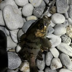 メバルプラッキング