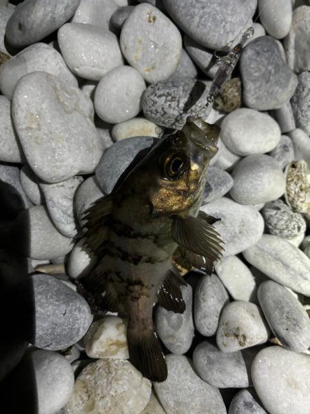 メバルプラッキング