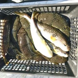 室津カットウフグ