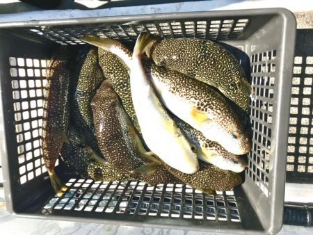 室津カットウフグ