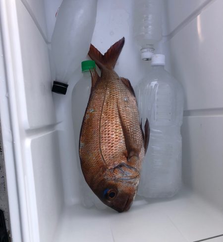 久しぶりに真鯛釣れました