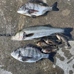 チヌのノッコミ始まりました!