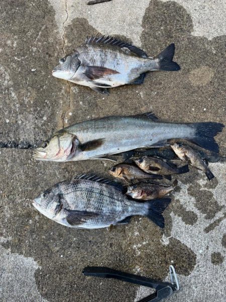 チヌのノッコミ始まりました！