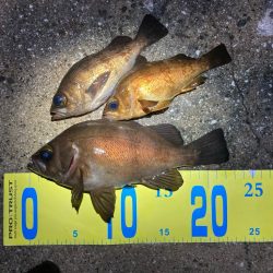 明石でメバリング