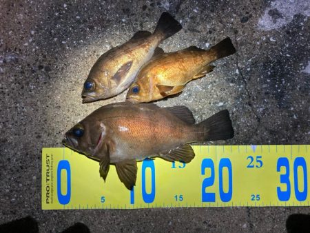 明石でメバリング