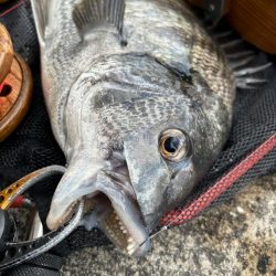 ヘチってきました