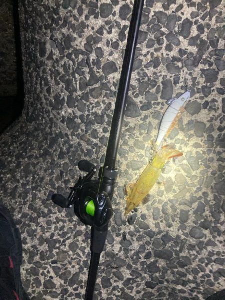 いいサイズのヤリイカ