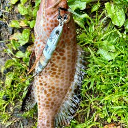 久しぶりの釣果